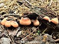 Lentinellus castoreus-amf71